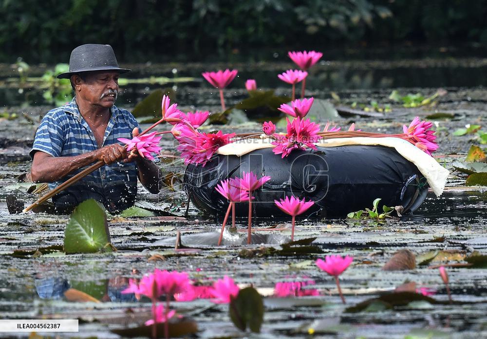 Water Lilies From Lake In Hokandara - Sri Lank
