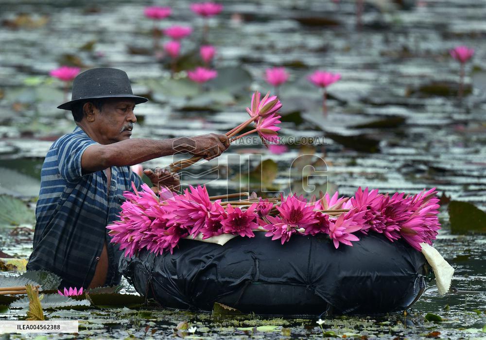 Water Lilies From Lake In Hokandara - Sri Lank