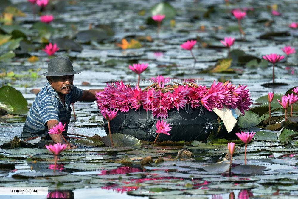 Water Lilies From Lake In Hokandara - Sri Lank