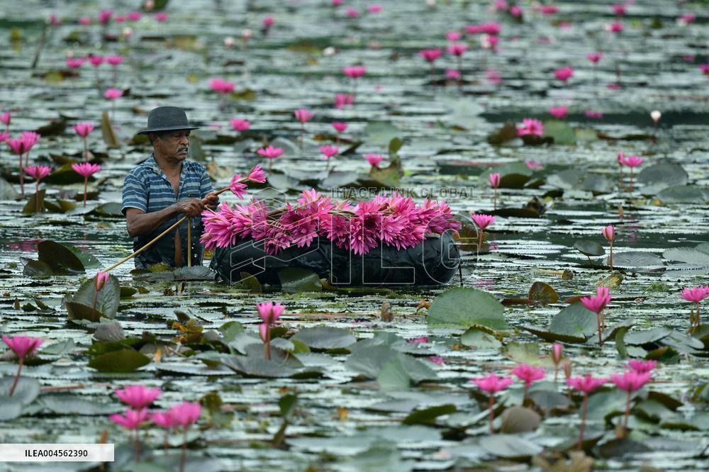 Water Lilies From Lake In Hokandara - Sri Lank