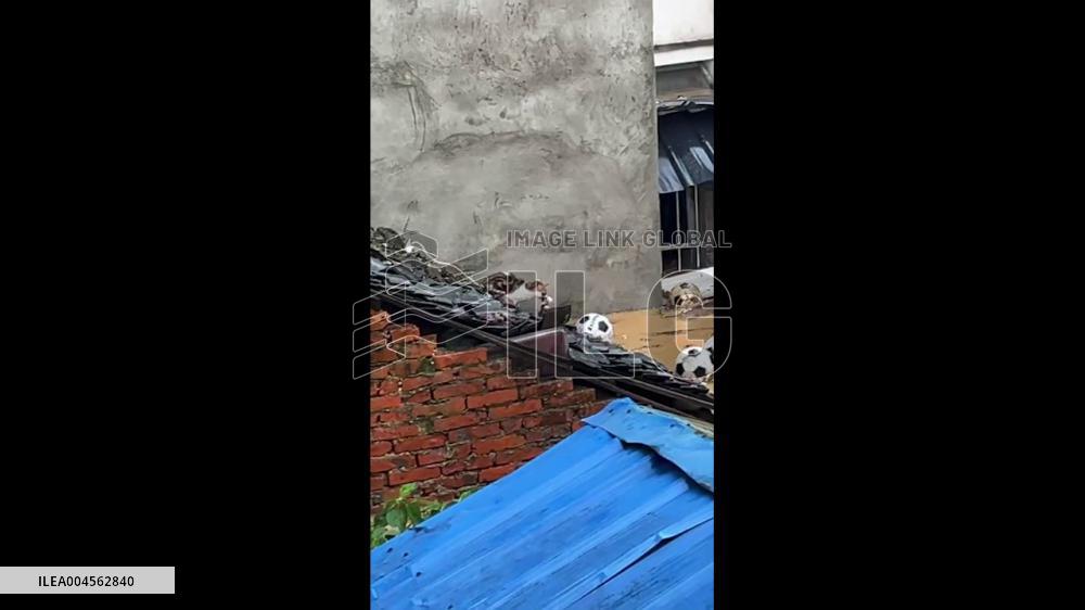 China: Mother Cat Carries Kitten Through Floodwaters in Rongjiang, Guizhou