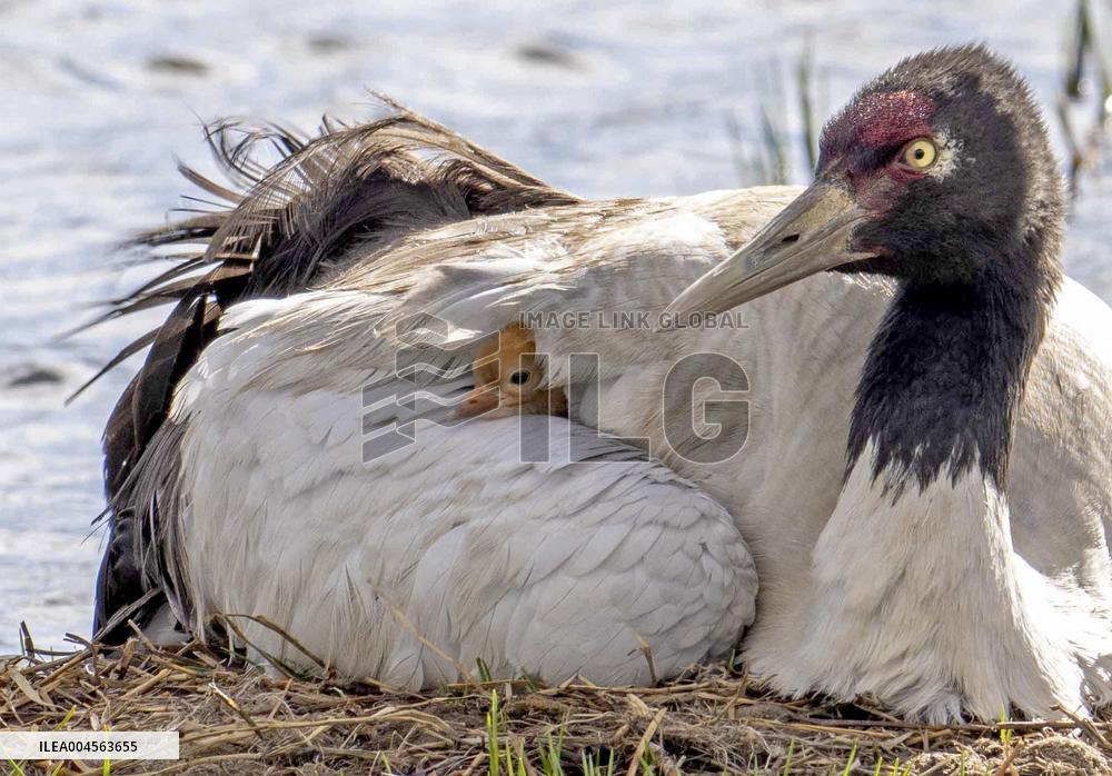 Wetlands Guard Bird Species from Plateau to Urban Landscape - China