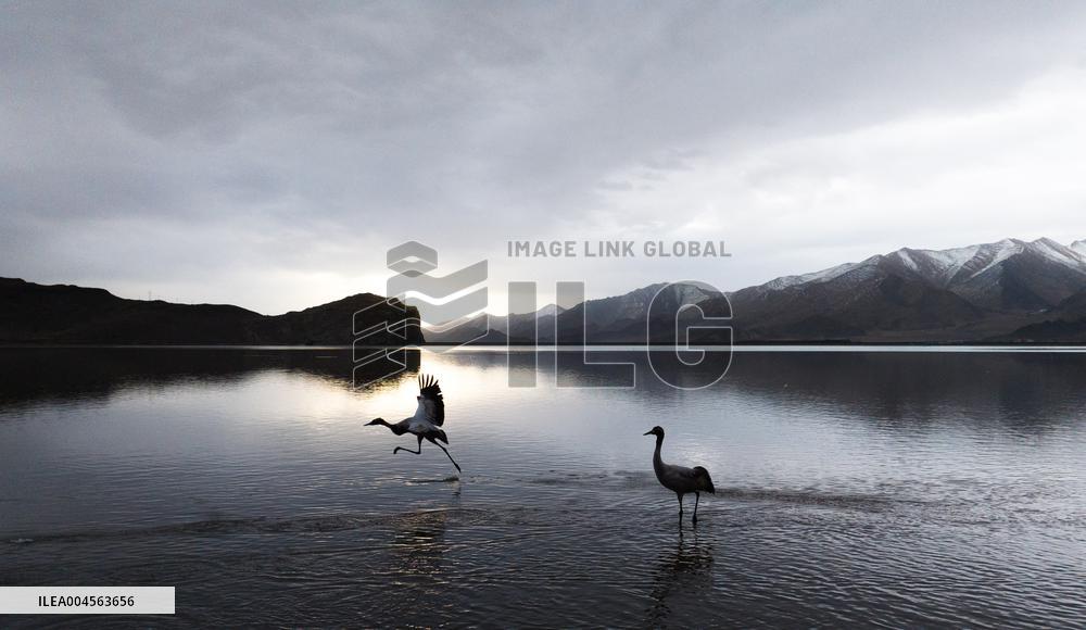 Wetlands Guard Bird Species from Plateau to Urban Landscape - China