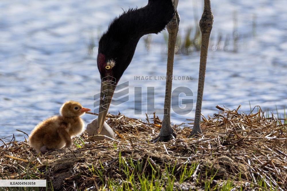 Wetlands Guard Bird Species from Plateau to Urban Landscape - China