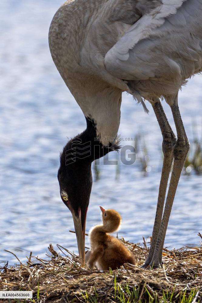 Wetlands Guard Bird Species from Plateau to Urban Landscape - China