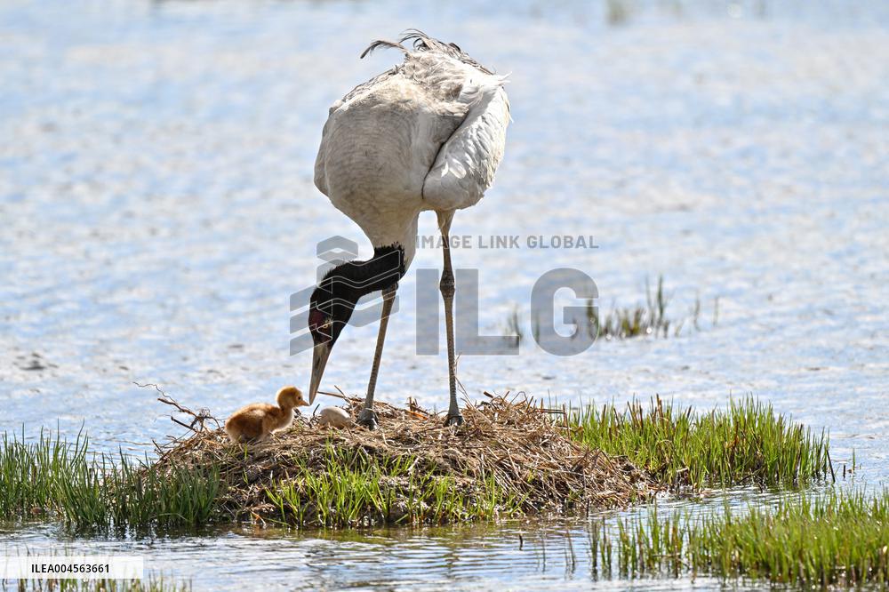 Wetlands Guard Bird Species from Plateau to Urban Landscape - China