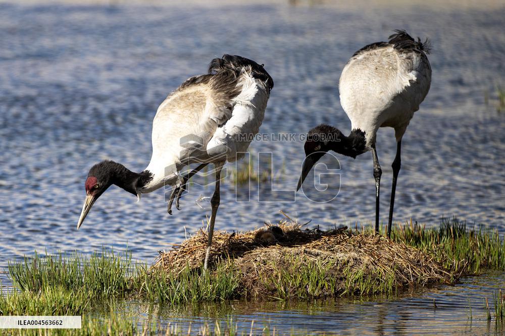 Wetlands Guard Bird Species from Plateau to Urban Landscape - China