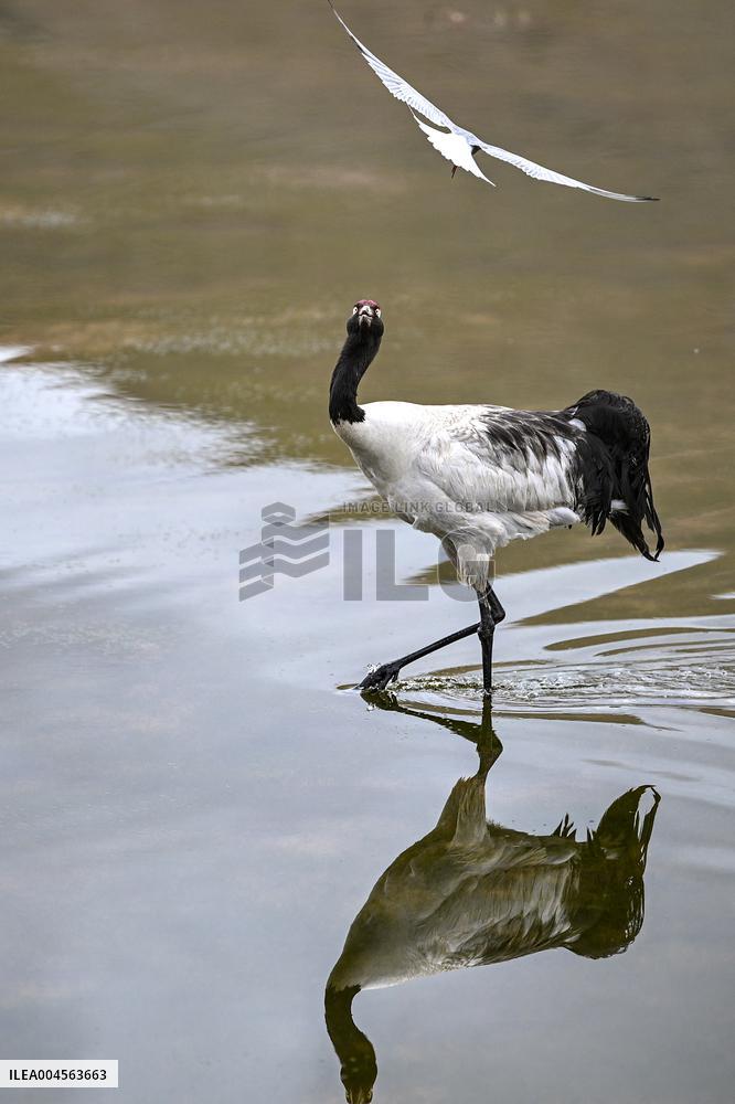 Wetlands Guard Bird Species from Plateau to Urban Landscape - China