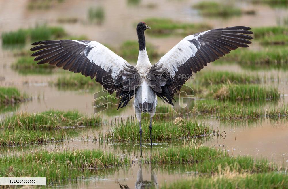 Wetlands Guard Bird Species from Plateau to Urban Landscape - China