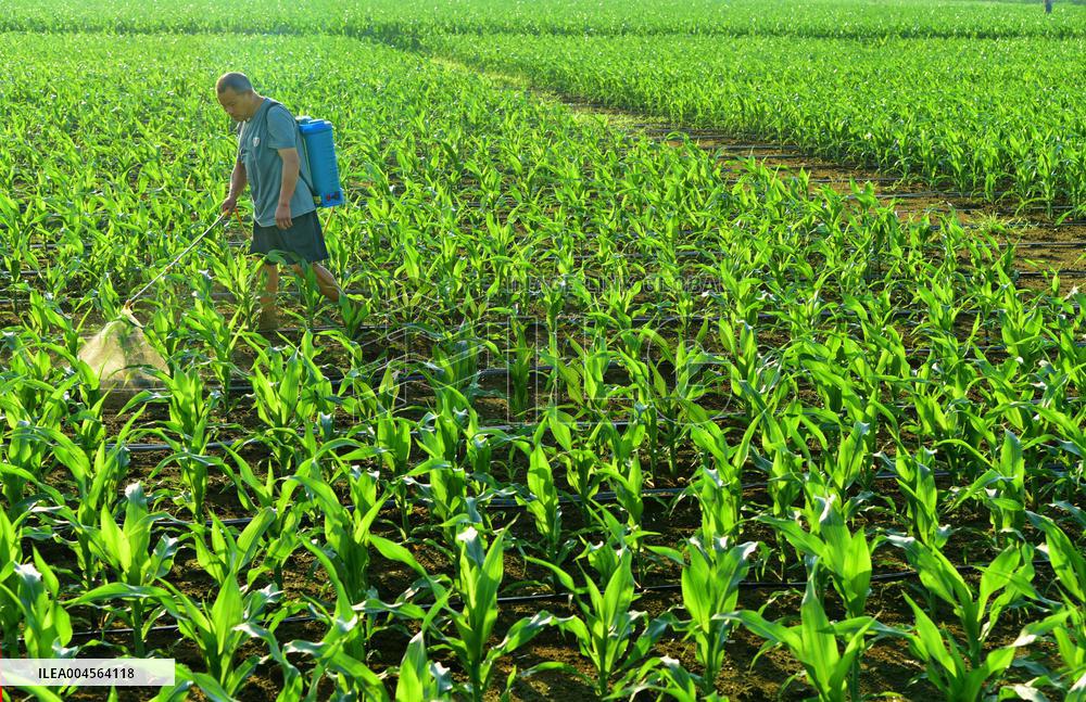 Agriculture in High Temperatures