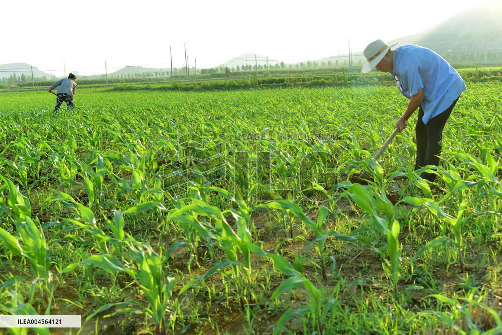 Agriculture in High Temperatures