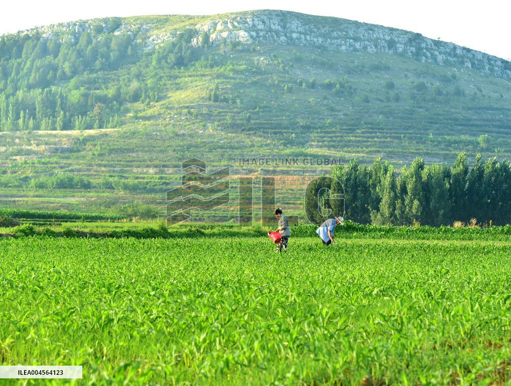 Agriculture in High Temperatures