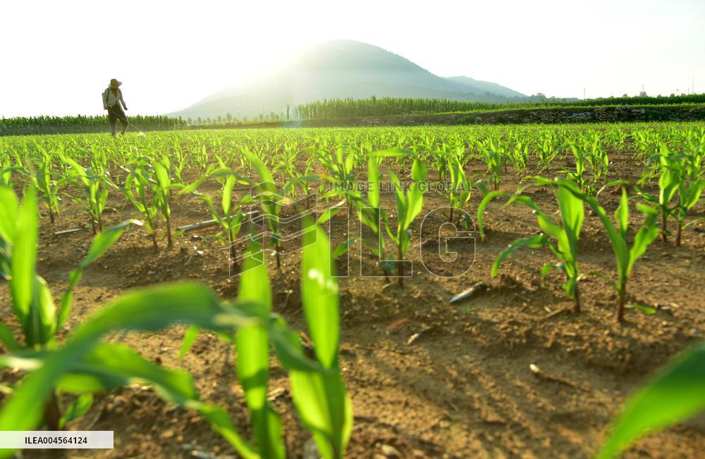 Agriculture in High Temperatures