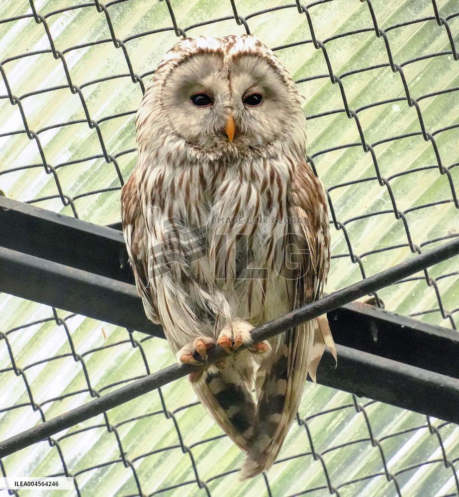Ural owl at Hokkaido zoo