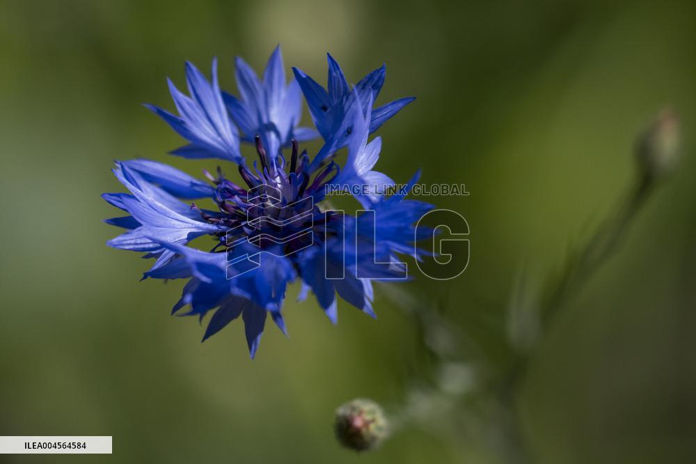 CORNFLOWER