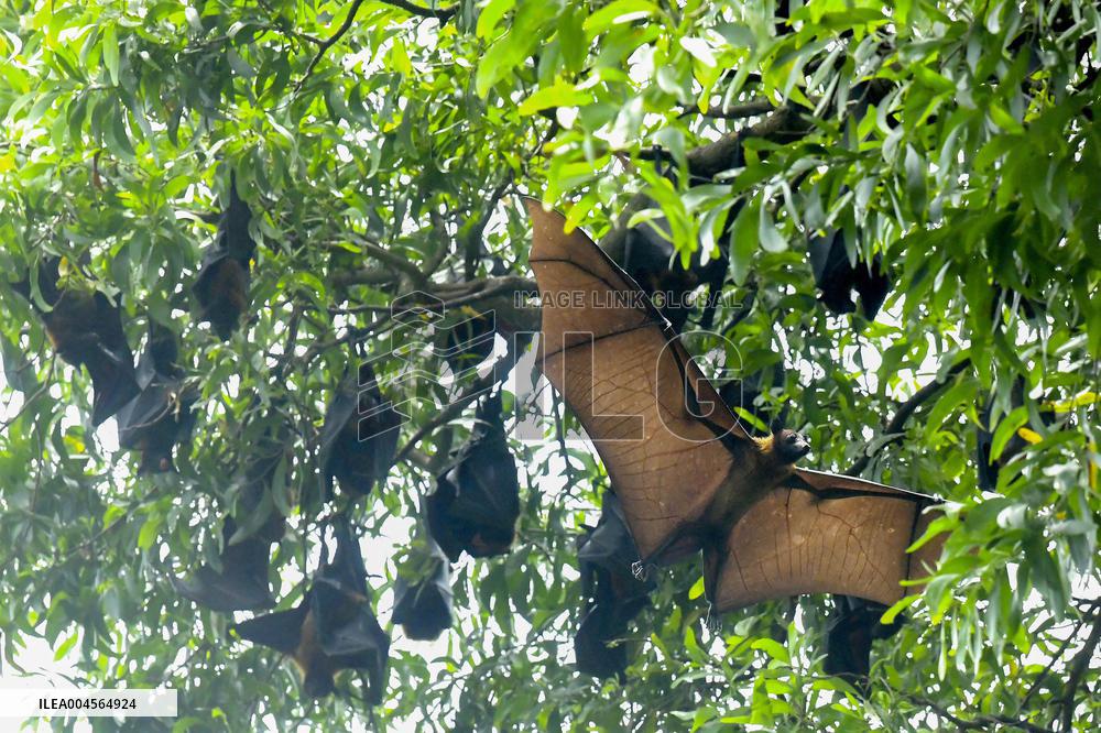 Bats Park - India