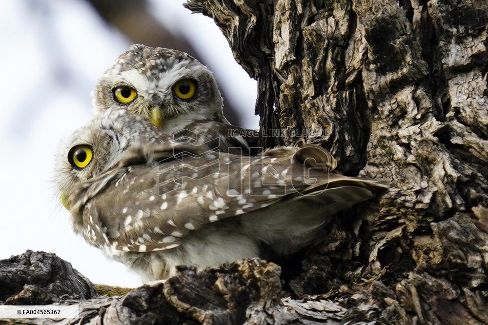Owl Looks out From Its Nest in A Tree - India