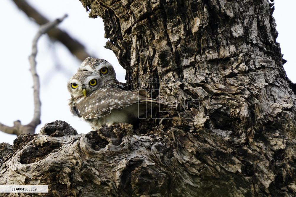 Owl Looks out From Its Nest in A Tree - India