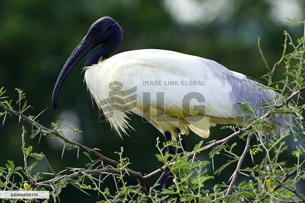 A Group of Black-Headed Ibis Bird Sit on Its Nest - India