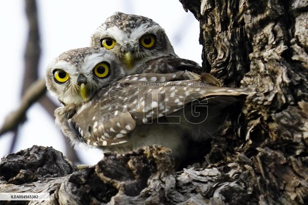 Owl Looks out From Its Nest in A Tree - India