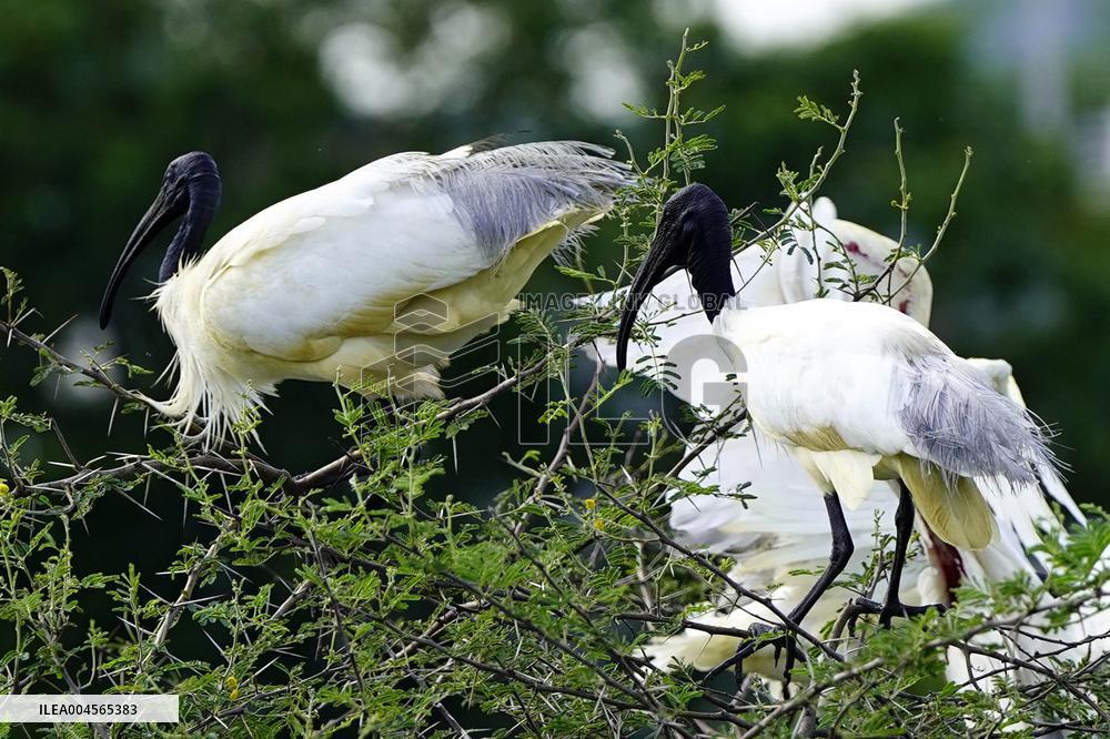 A Group of Black-Headed Ibis Bird Sit on Its Nest - India