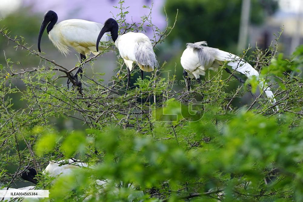 A Group of Black-Headed Ibis Bird Sit on Its Nest - India