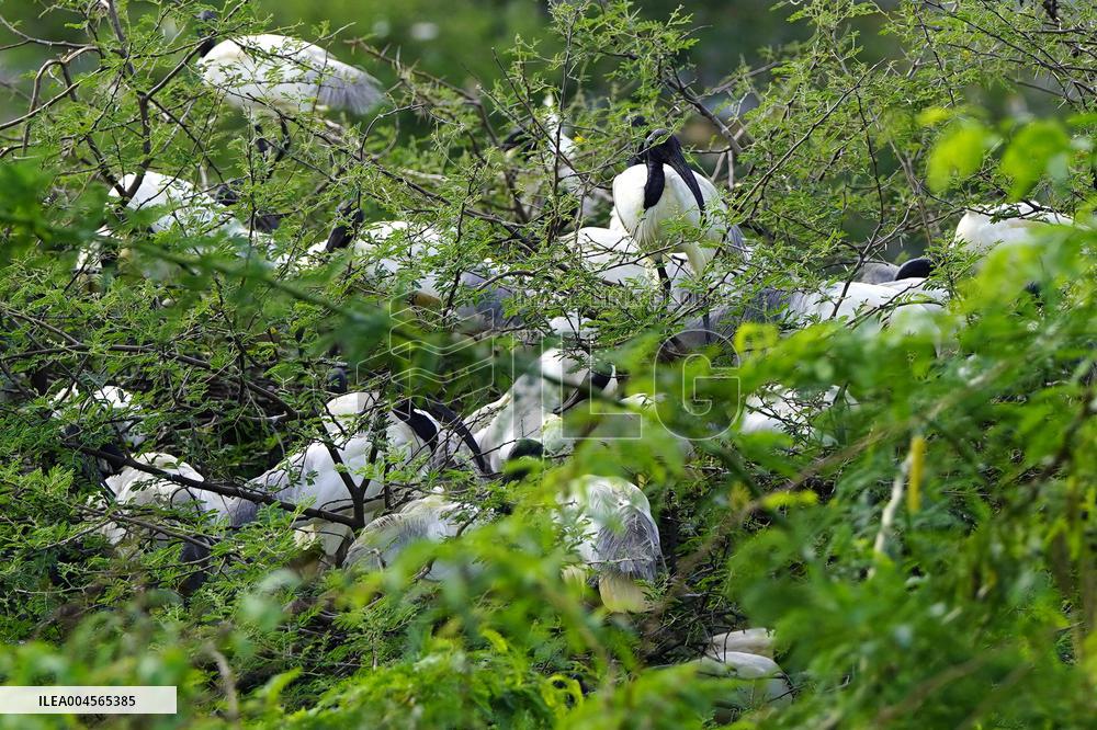 A Group of Black-Headed Ibis Bird Sit on Its Nest - India