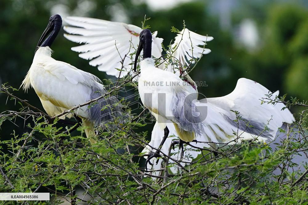 A Group of Black-Headed Ibis Bird Sit on Its Nest - India