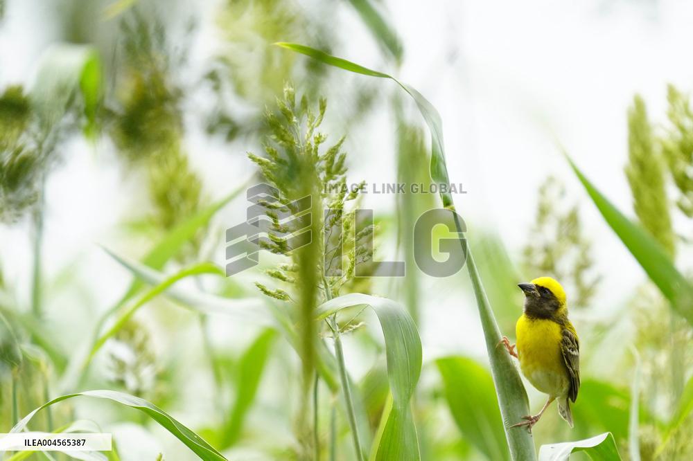 Baya Weaver Birds Build Their Nest Hanging from A Tree - India