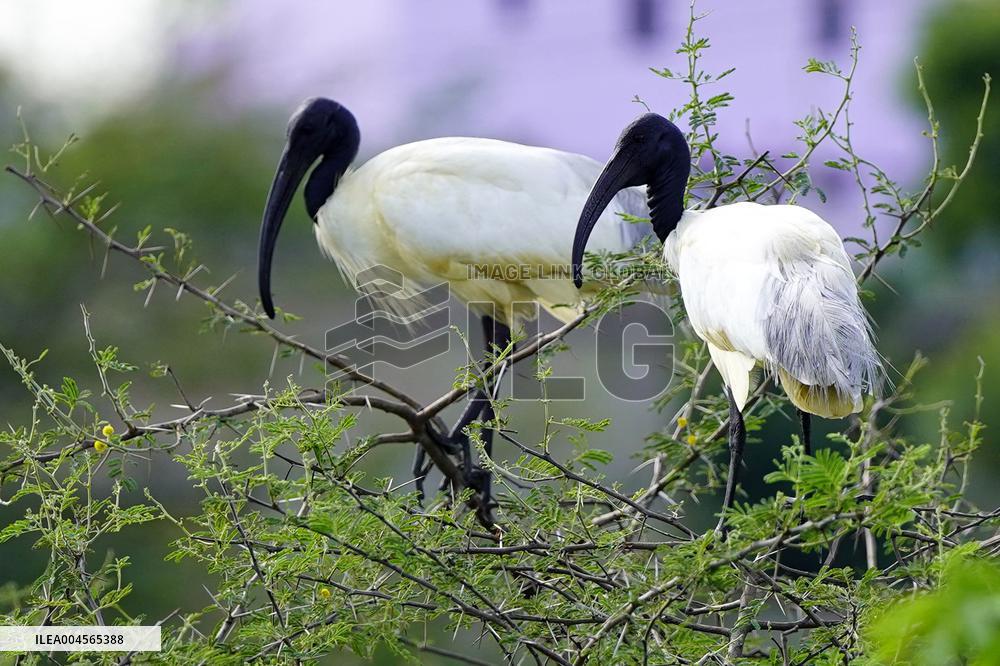 A Group of Black-Headed Ibis Bird Sit on Its Nest - India
