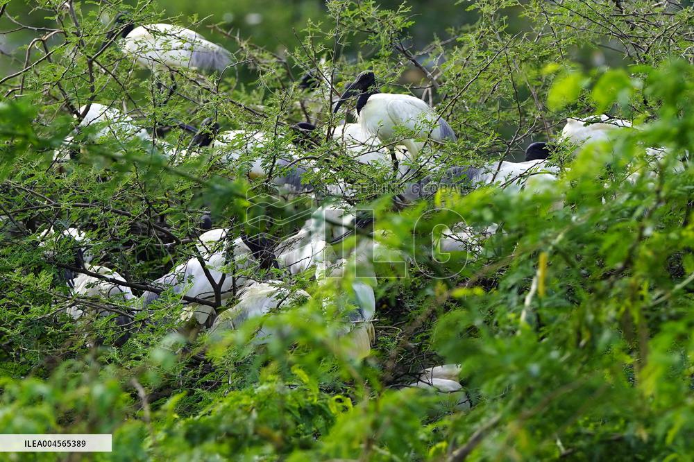 A Group of Black-Headed Ibis Bird Sit on Its Nest - India