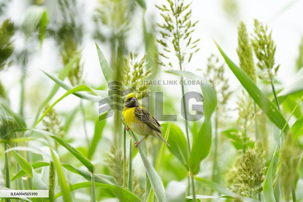 Baya Weaver Birds Build Their Nest Hanging from A Tree - India