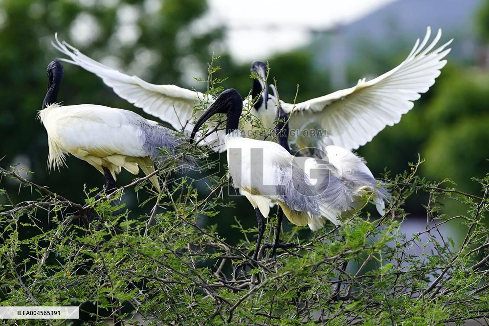 A Group of Black-Headed Ibis Bird Sit on Its Nest - India