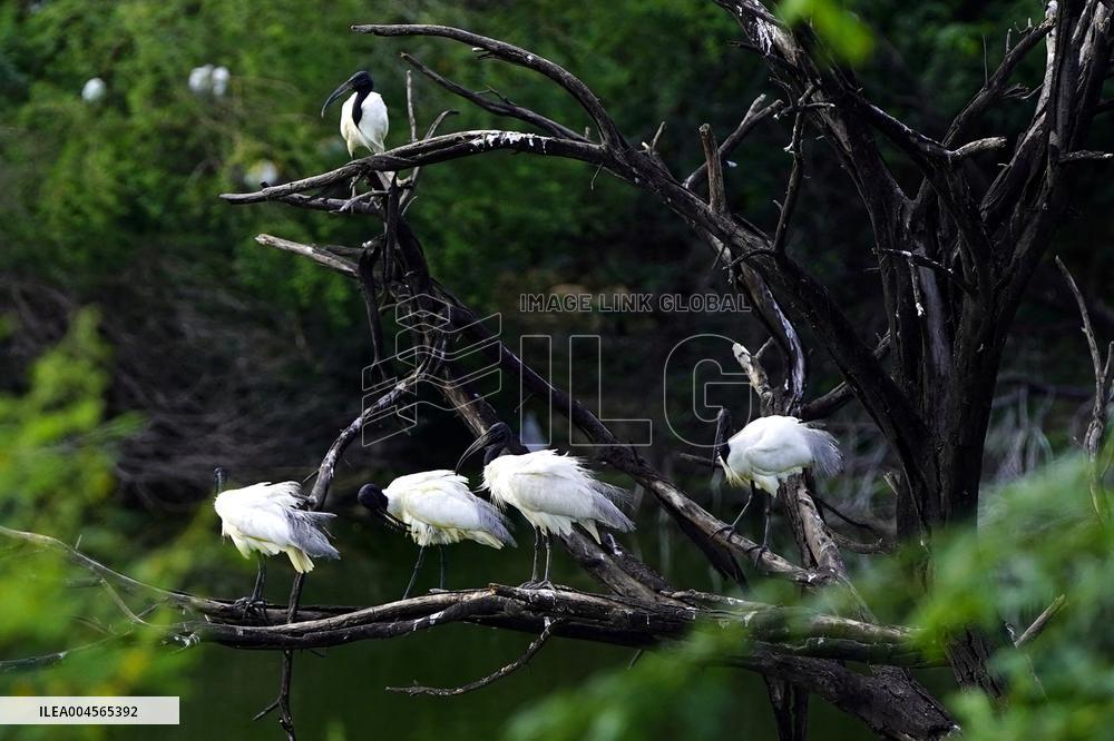 A Group of Black-Headed Ibis Bird Sit on Its Nest - India