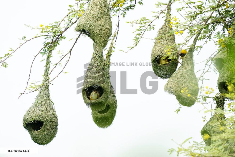 Baya Weaver Birds Build Their Nest Hanging from A Tree - India