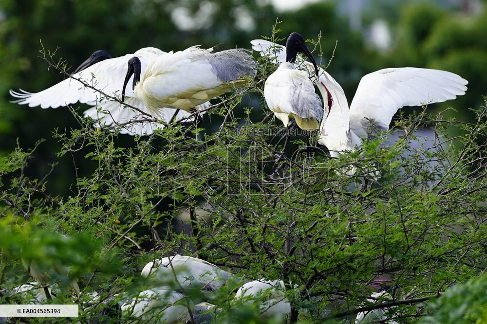 A Group of Black-Headed Ibis Bird Sit on Its Nest - India