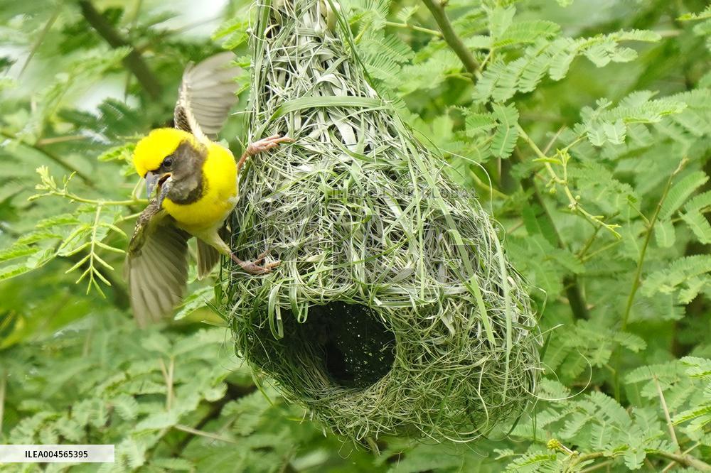 Baya Weaver Birds Build Their Nest Hanging from A Tree - India