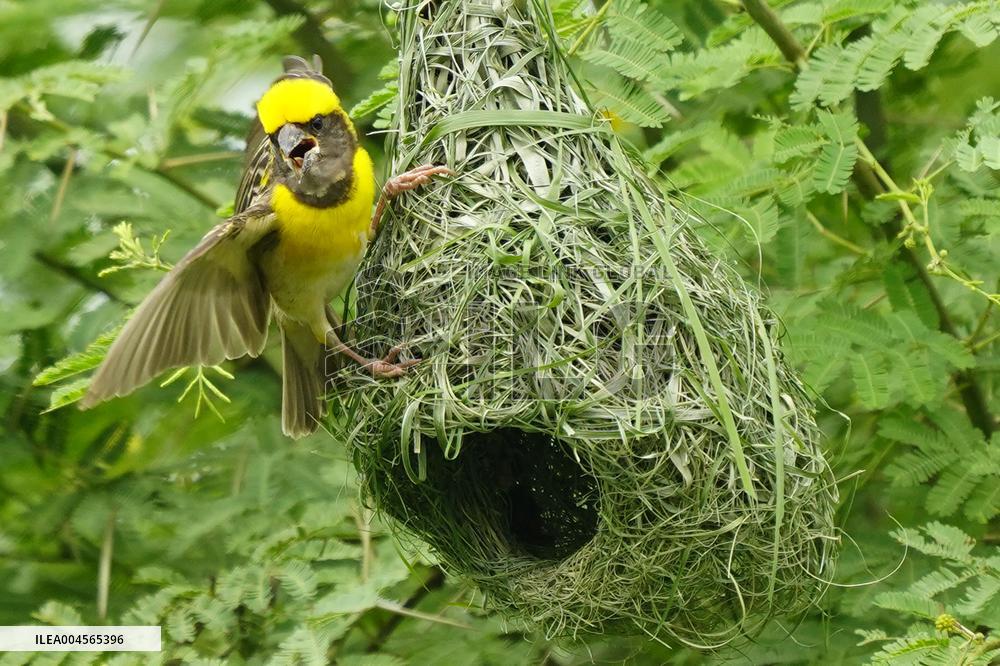 Baya Weaver Birds Build Their Nest Hanging from A Tree - India