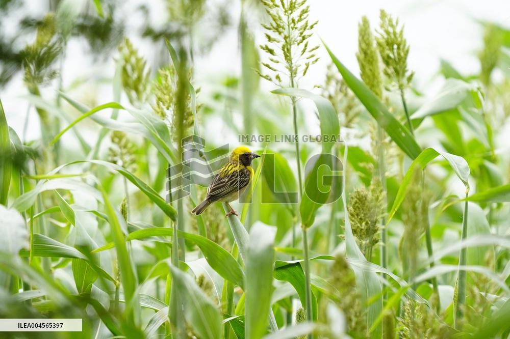 Baya Weaver Birds Build Their Nest Hanging from A Tree - India