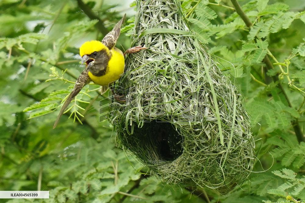 Baya Weaver Birds Build Their Nest Hanging from A Tree - India