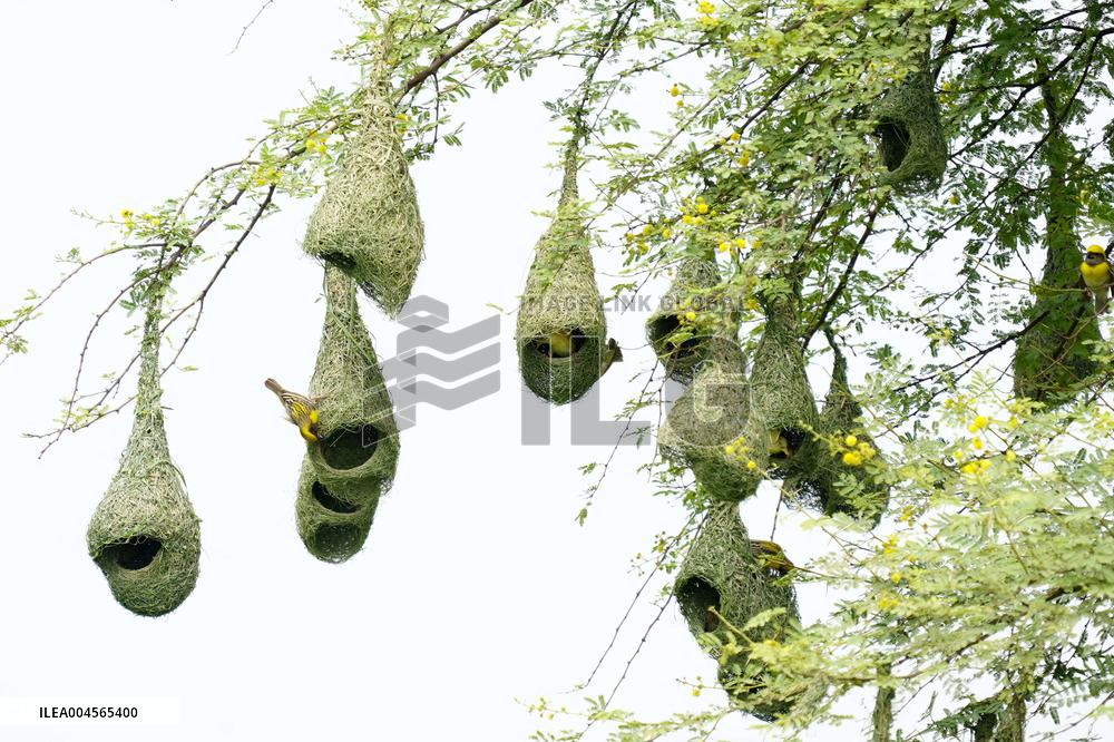 Baya Weaver Birds Build Their Nest Hanging from A Tree - India
