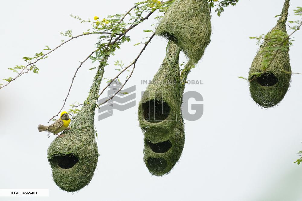 Baya Weaver Birds Build Their Nest Hanging from A Tree - India