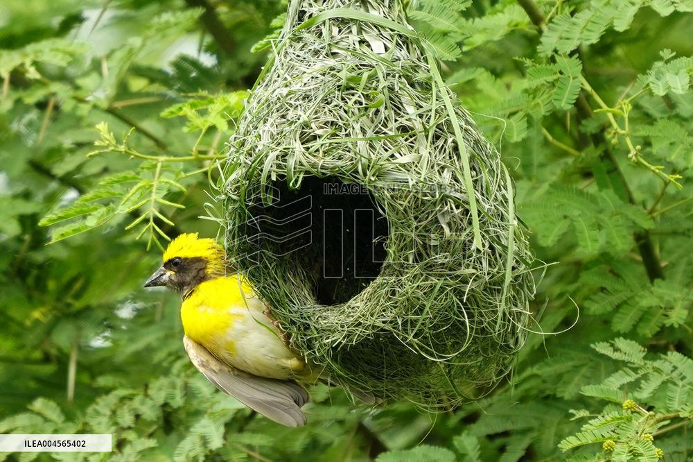 Baya Weaver Birds Build Their Nest Hanging from A Tree - India