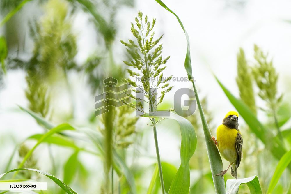 Baya Weaver Birds Build Their Nest Hanging from A Tree - India