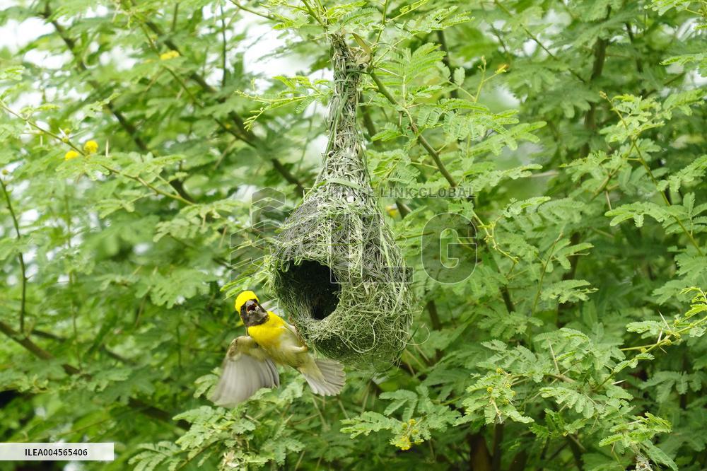 Baya Weaver Birds Build Their Nest Hanging from A Tree - India