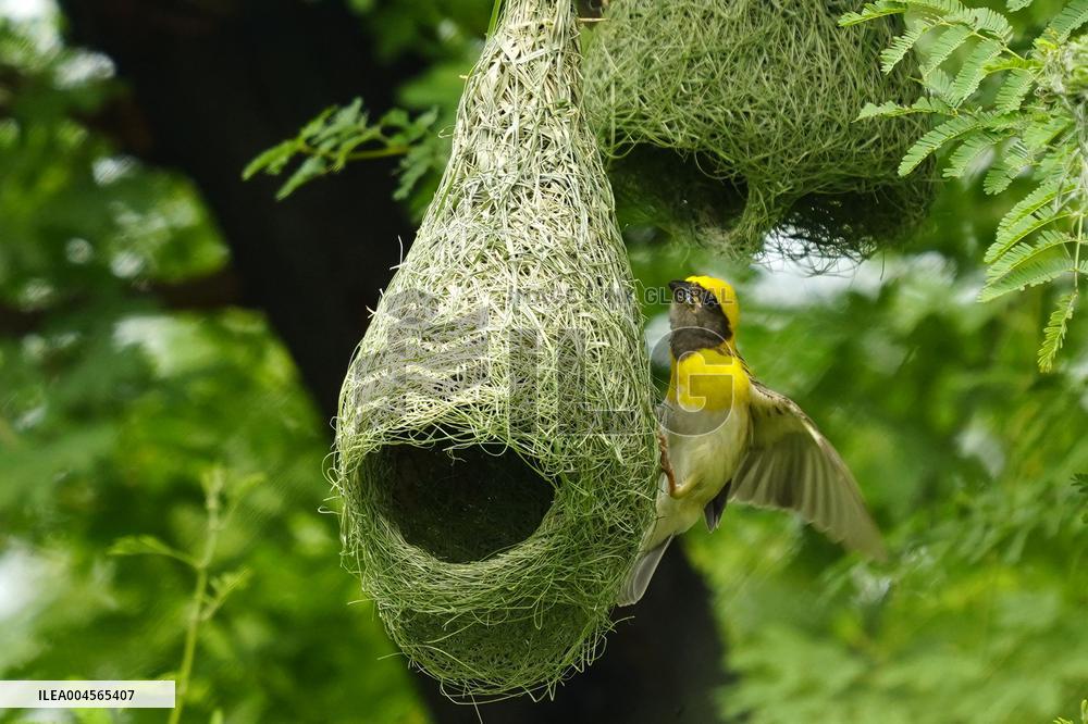 Baya Weaver Birds Build Their Nest Hanging from A Tree - India
