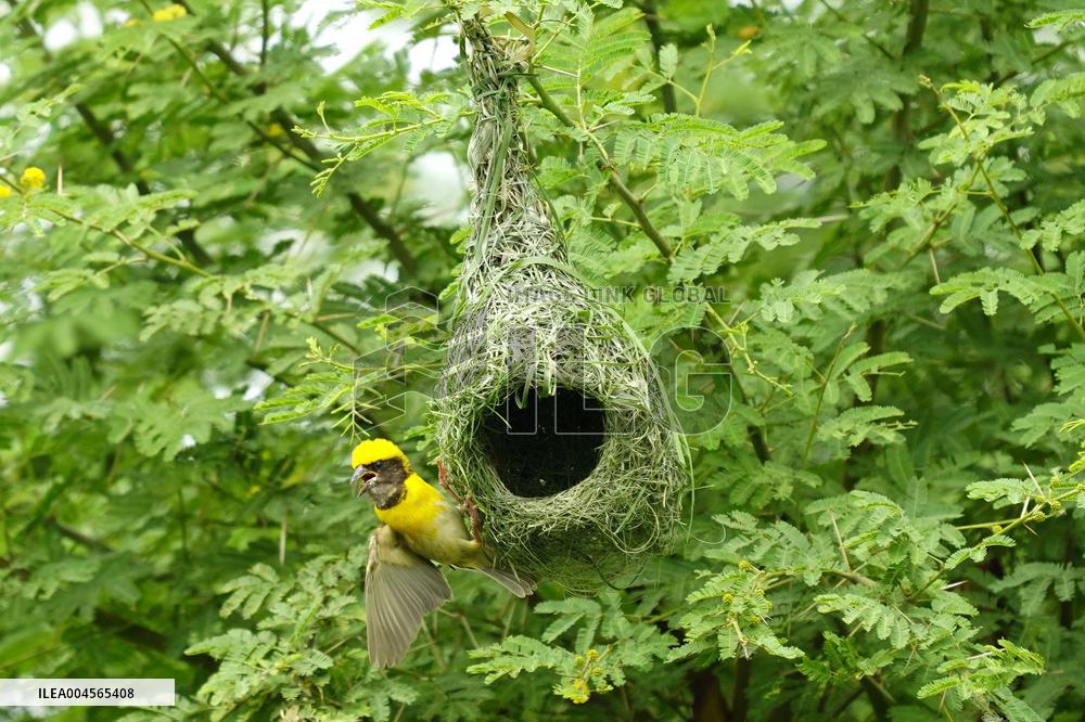 Baya Weaver Birds Build Their Nest Hanging from A Tree - India