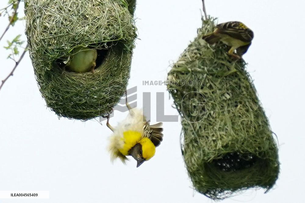 Baya Weaver Birds Build Their Nest Hanging from A Tree - India