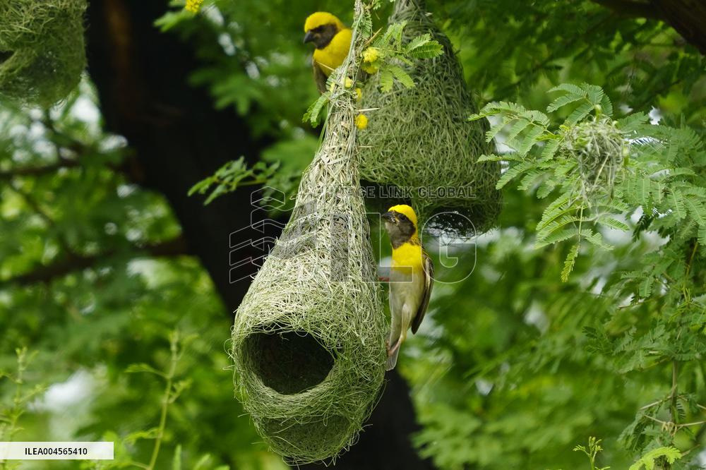 Baya Weaver Birds Build Their Nest Hanging from A Tree - India