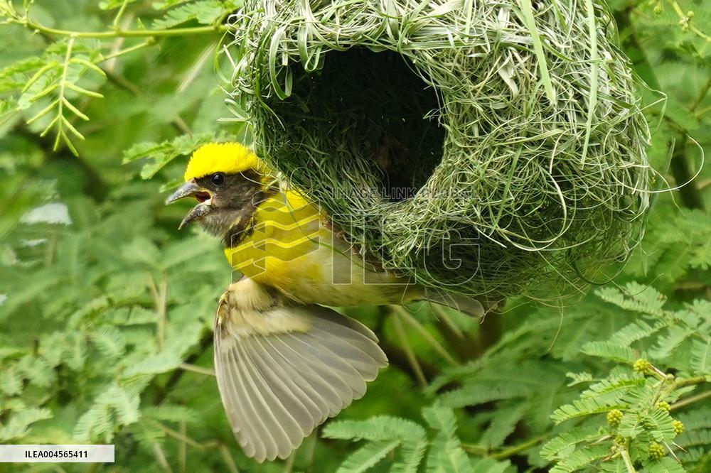 Baya Weaver Birds Build Their Nest Hanging from A Tree - India